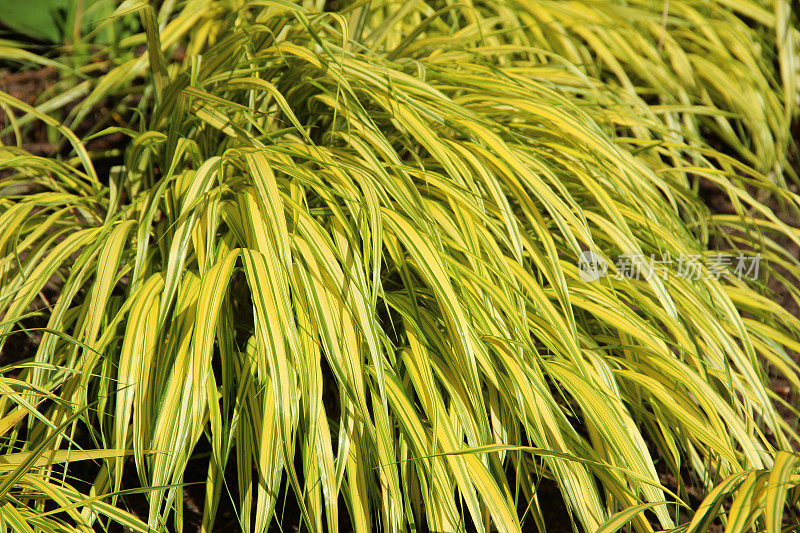 Hakonechloa macra草